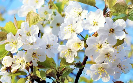 20 جمله زیبا احساسی درباره فصل بهار